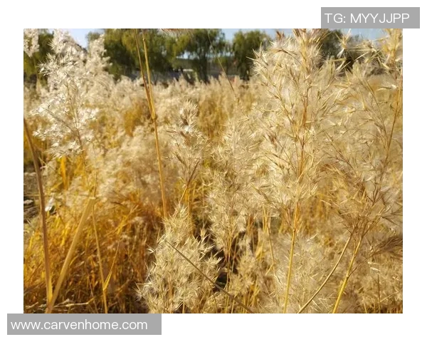 与赵丽畅谈排球生涯的点滴回忆与成长故事